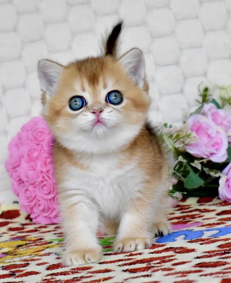 BRITISH SHORTHAIR | IMPORTED | GOLDEN KITTEN — photo 4