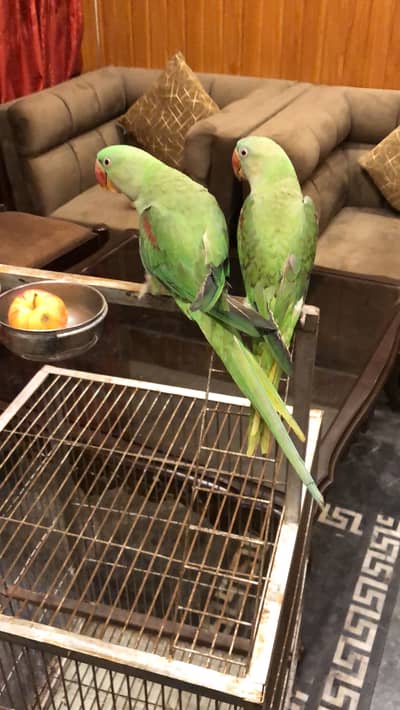 Raw parrot male 03289815058