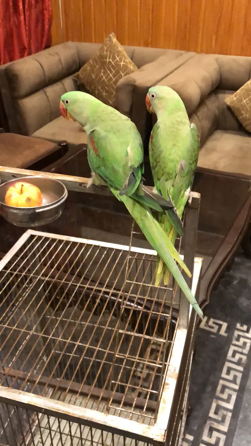 Raw parrot male 03289815058