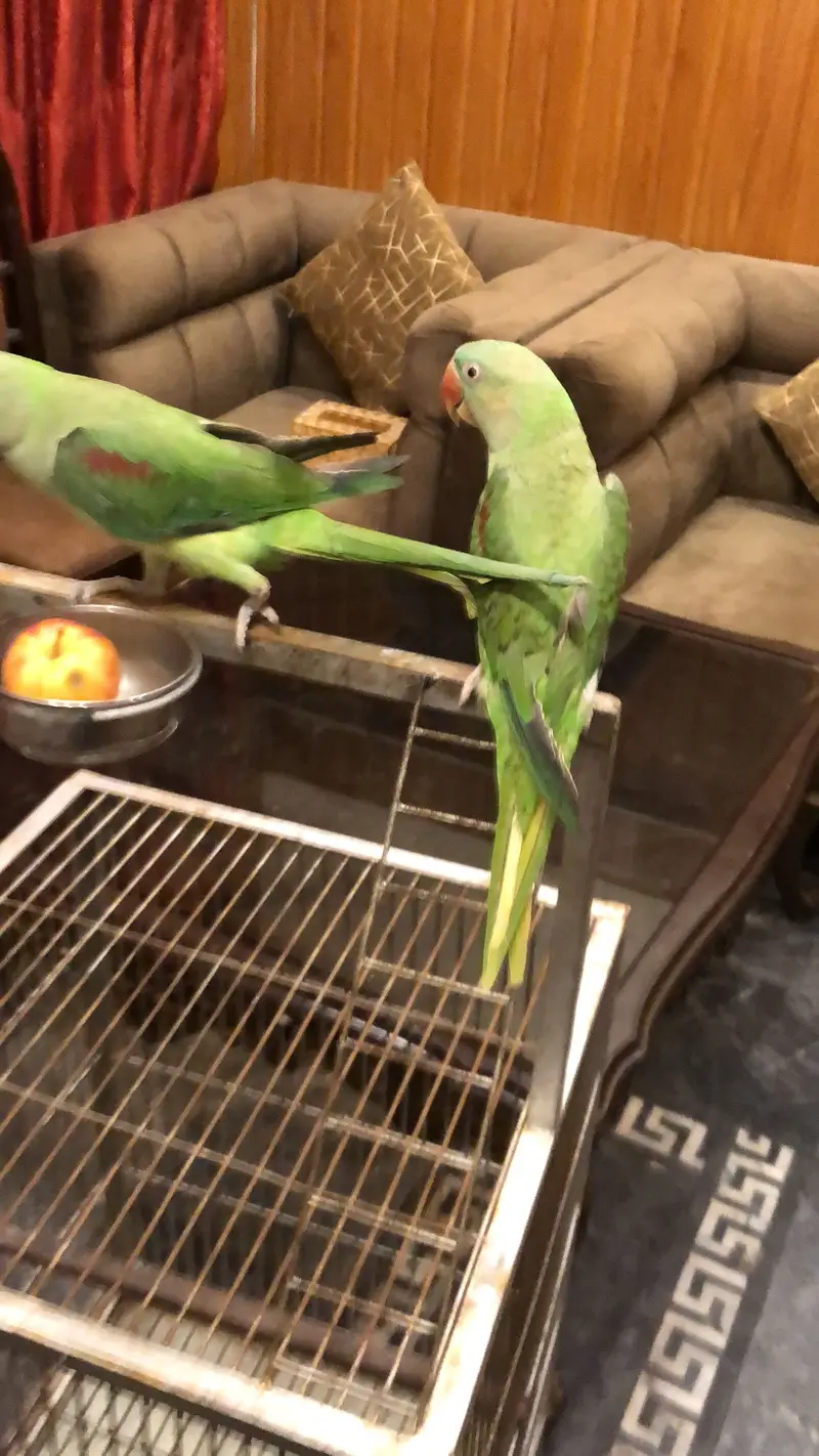 Raw parrot male 03289815058 — photo 2
