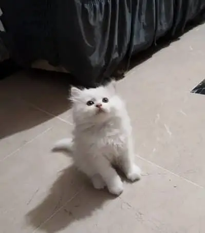 Persian kitten — photo 3