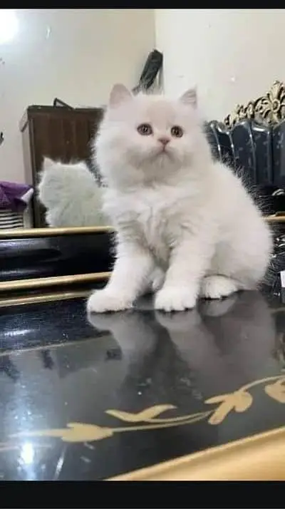 Persian kitten — photo 4