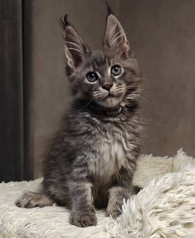 IMPORTED MAINE COON KITTENS | PREMIUM | ON DEMAND