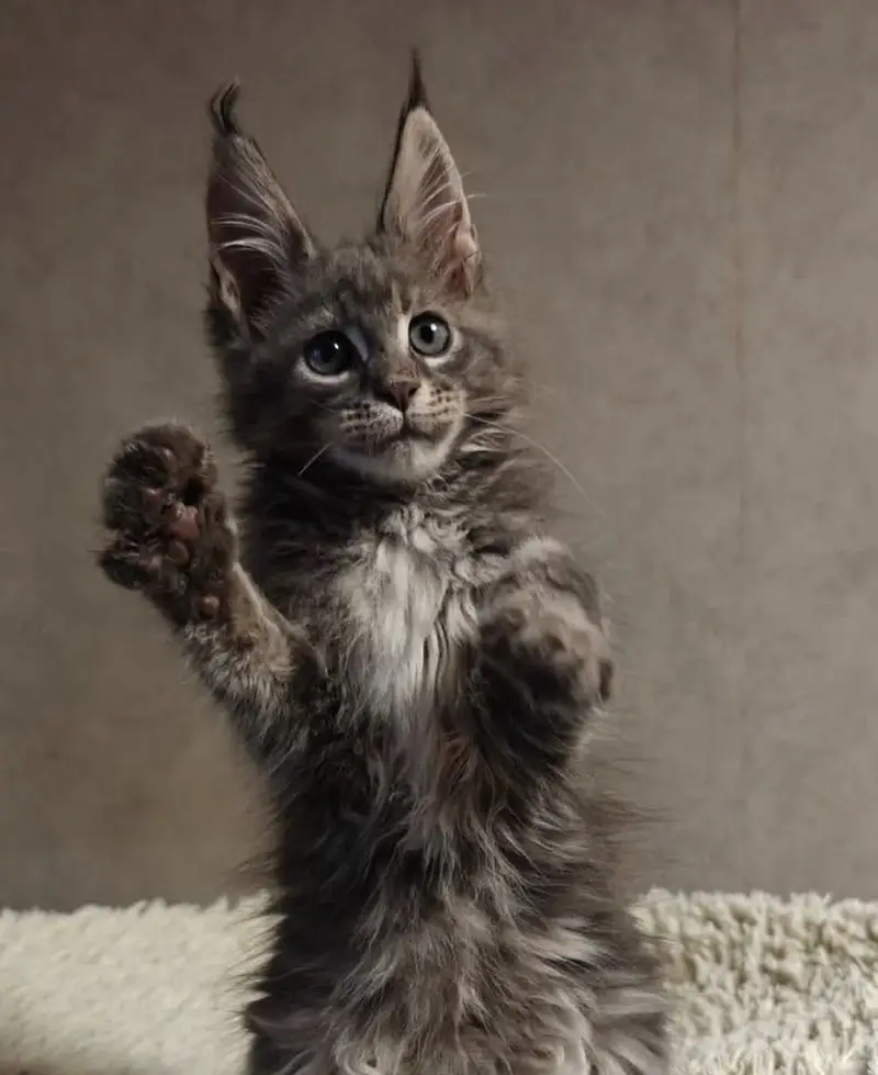 IMPORTED MAINE COON KITTENS | PREMIUM | ON DEMAND — photo 2