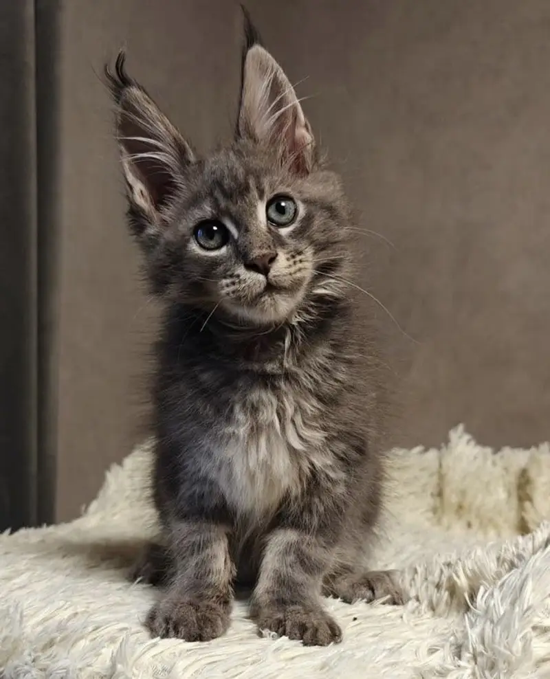 IMPORTED MAINE COON KITTENS | PREMIUM | ON DEMAND — photo 3