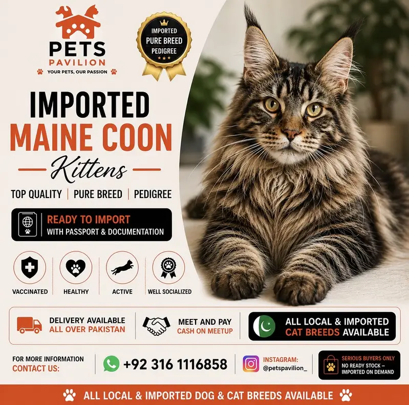 IMPORTED MAINE COON KITTENS | PREMIUM | ON DEMAND — photo 4