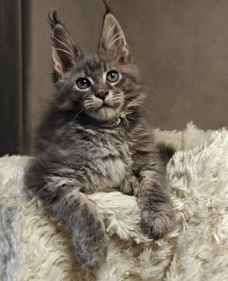 IMPORTED MAINE COON KITTENS | PREMIUM | ON DEMAND — photo 5