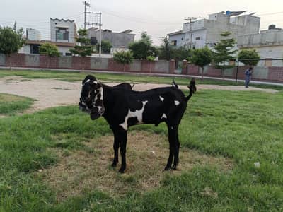 Beetal breeder male kala dabba