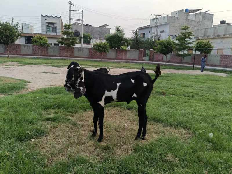 Beetal breeder male kala dabba