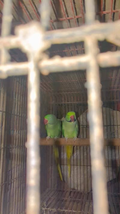 Breeder high quality pair