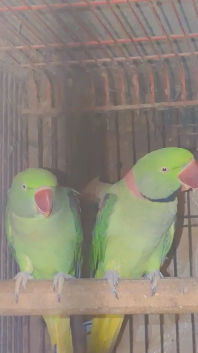Breeder high quality pair — photo 2