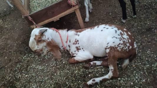 White Betal Bakri