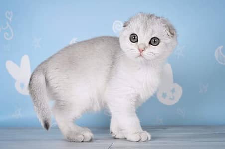 SCOTTISH FOLD | PREMIUM QUALITY | IMPORTED