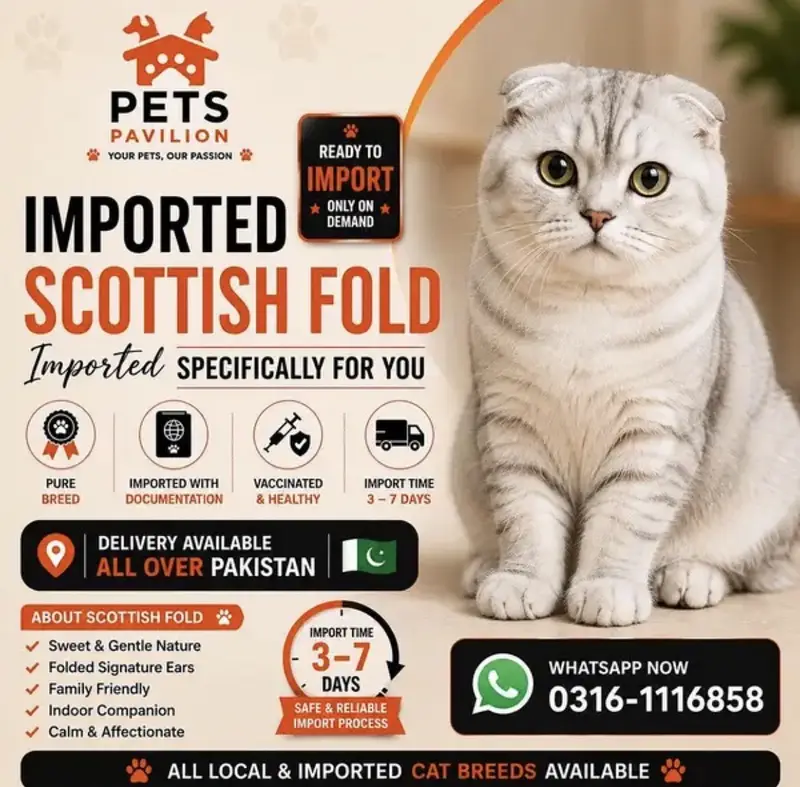 SCOTTISH FOLD | PREMIUM QUALITY | IMPORTED — photo 2