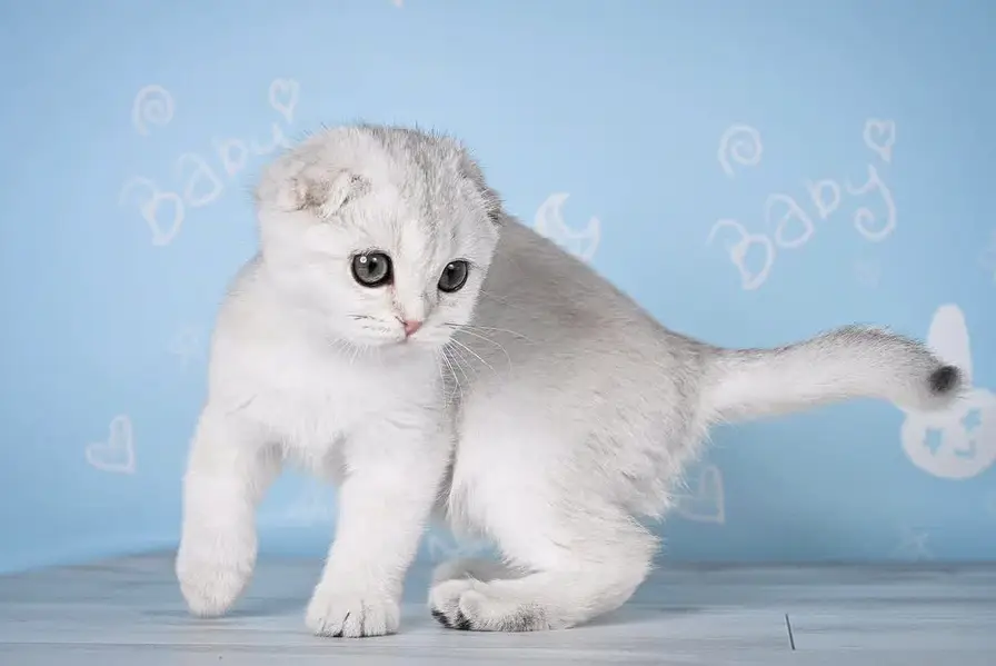SCOTTISH FOLD | PREMIUM QUALITY | IMPORTED — photo 3