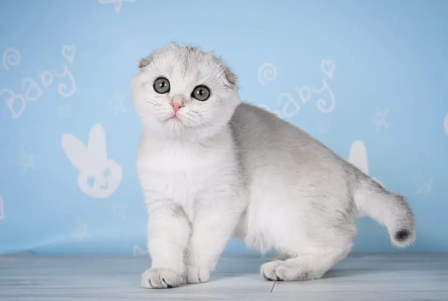 SCOTTISH FOLD | PREMIUM QUALITY | IMPORTED — photo 4