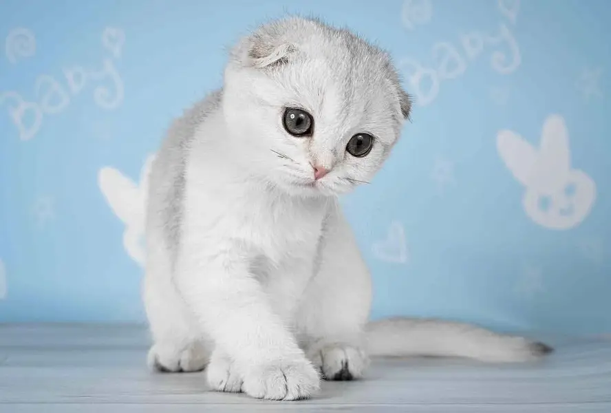 SCOTTISH FOLD | PREMIUM QUALITY | IMPORTED — photo 6