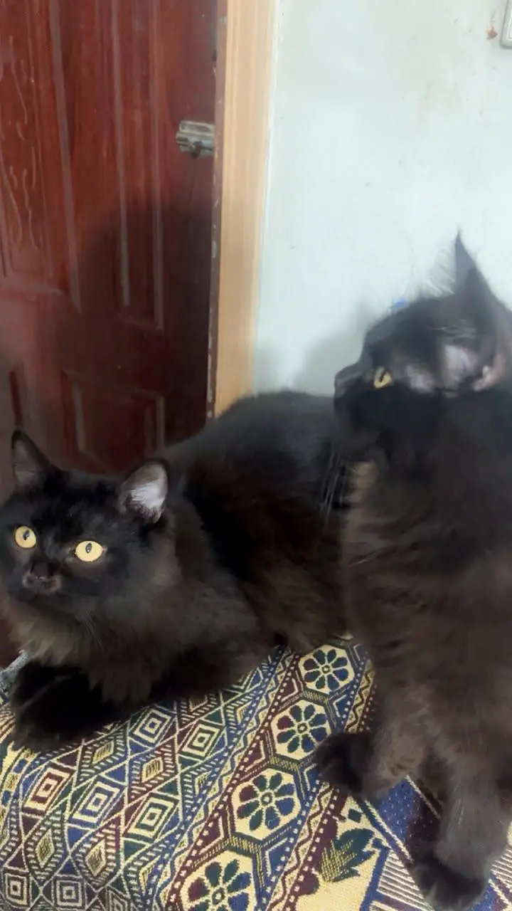 catss — photo 3
