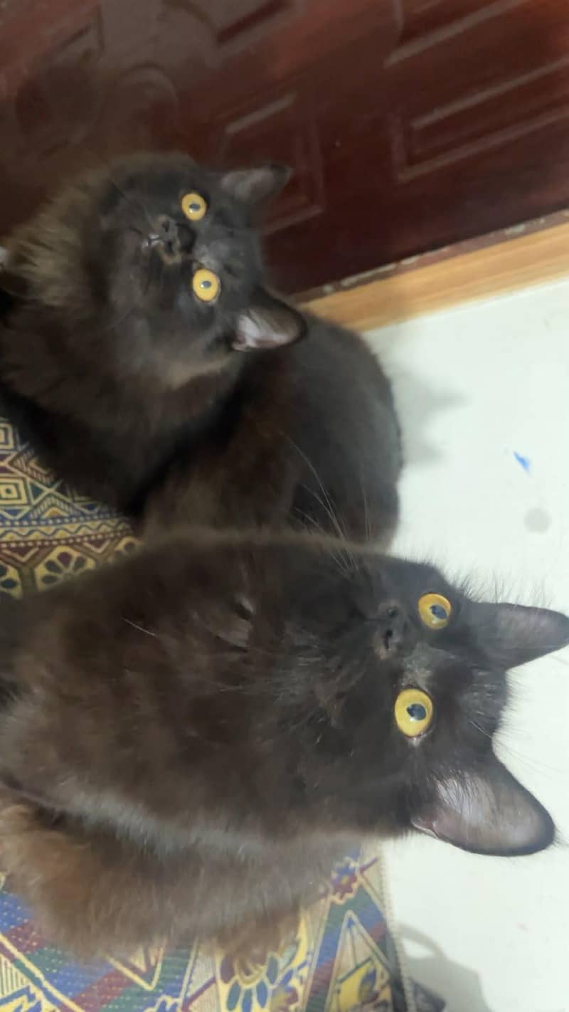 catss 4