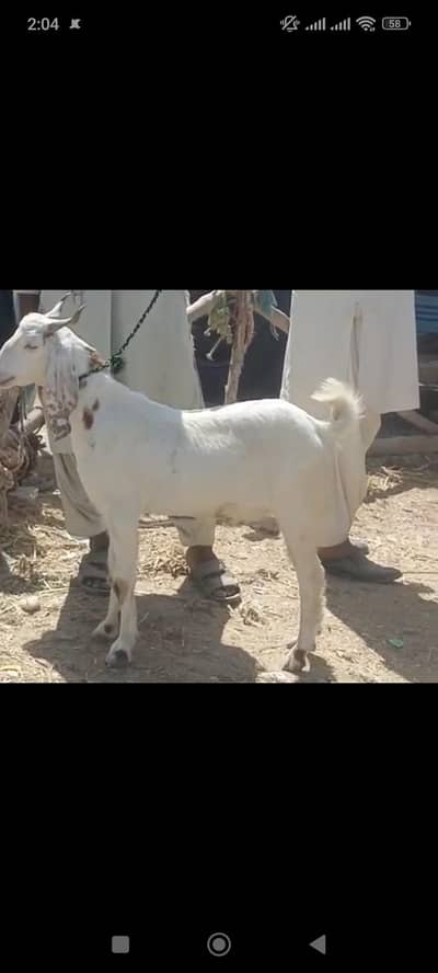 2 dant kassi bakra
