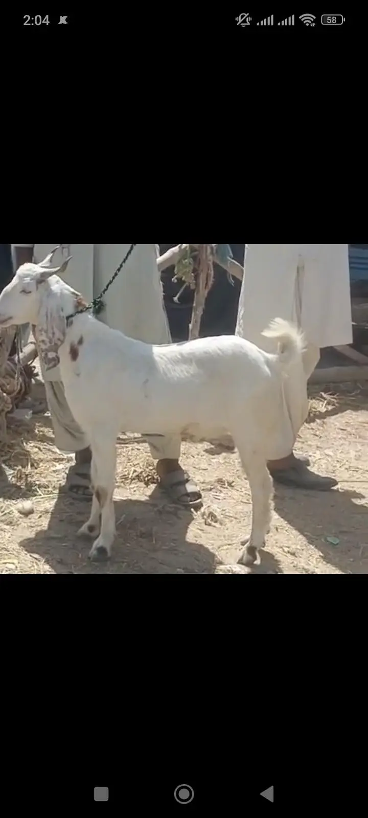 2 dant kassi bakra