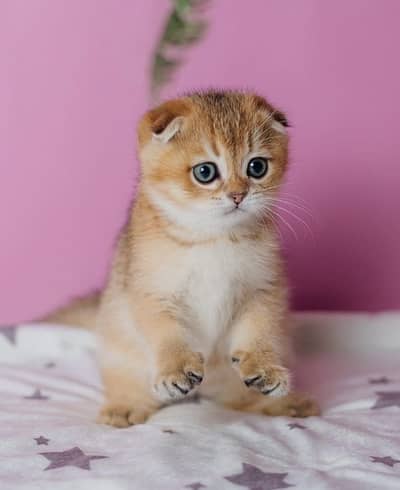 GOLDEN SCOTTISH FOLD KITTEN