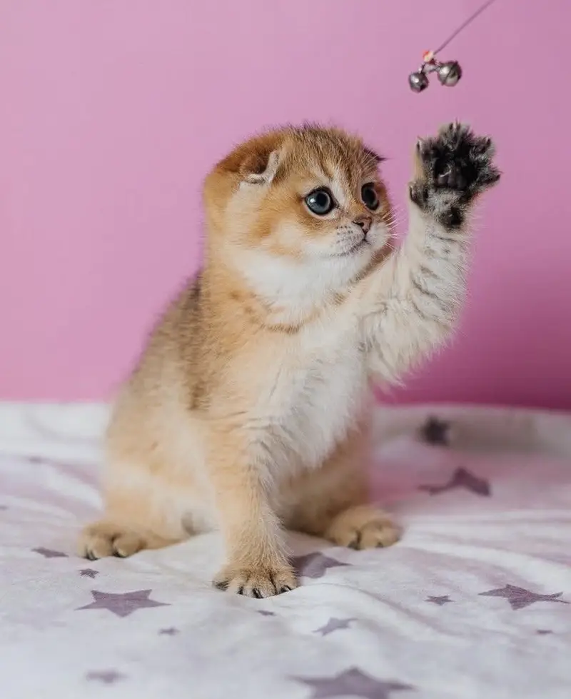 GOLDEN SCOTTISH FOLD KITTEN — photo 2