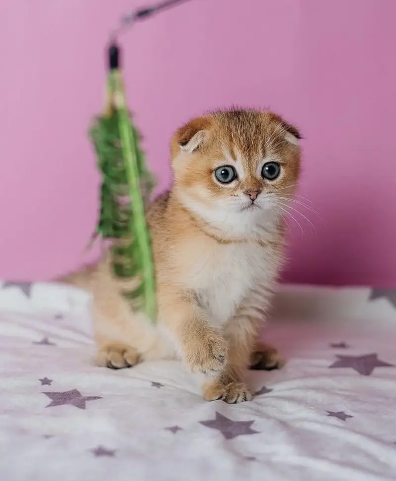 GOLDEN SCOTTISH FOLD KITTEN — photo 3