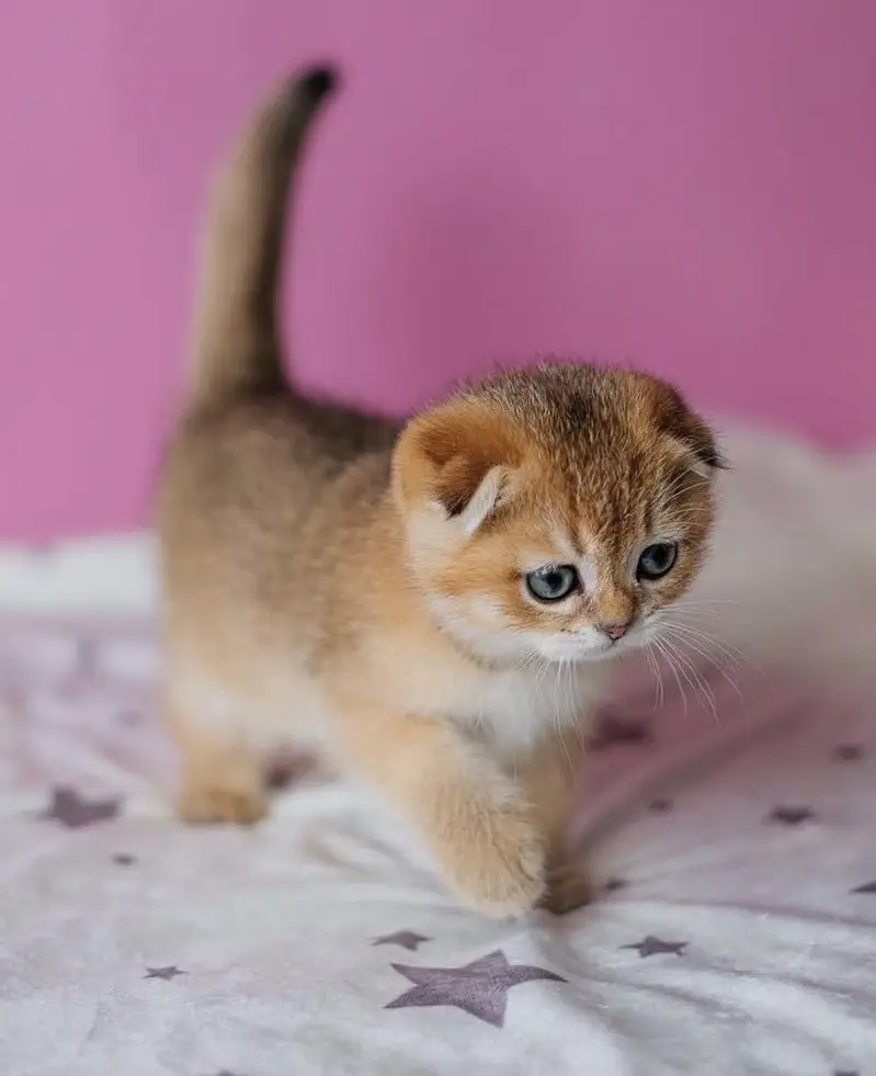 GOLDEN SCOTTISH FOLD KITTEN — photo 4