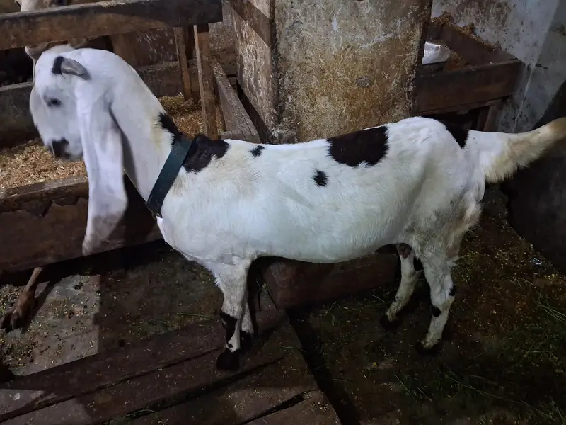 Ghban puth 2 dant — photo 3
