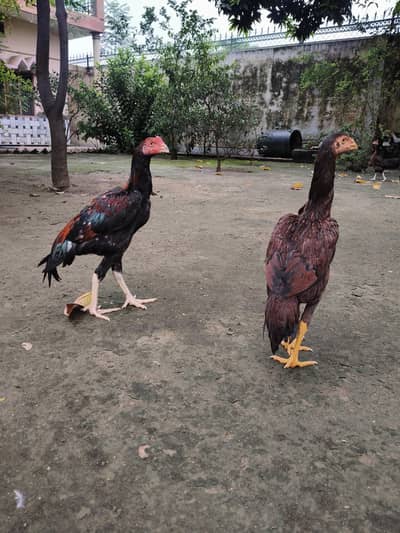 High quality Aseel pair