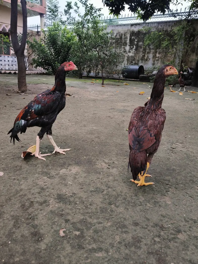 High quality Aseel pair — photo 2