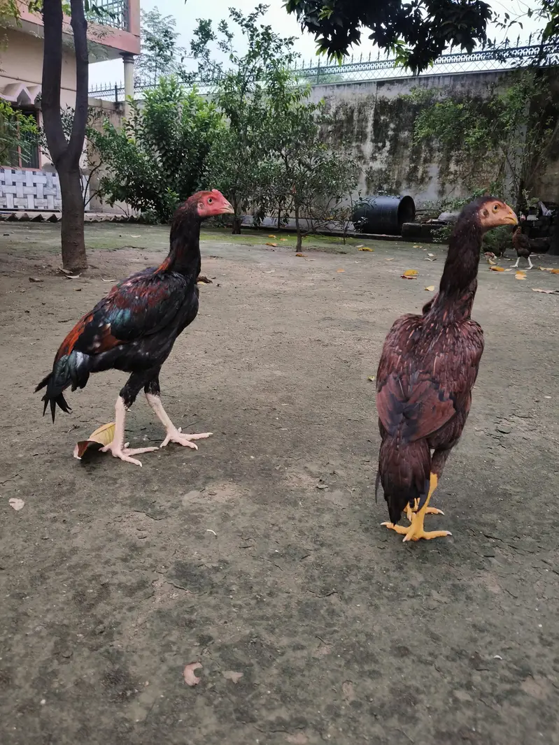High quality Aseel pair — photo 3