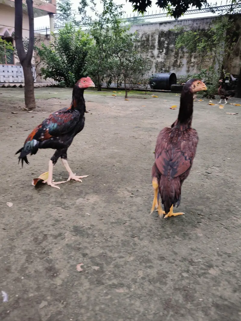 High quality Aseel pair — photo 4