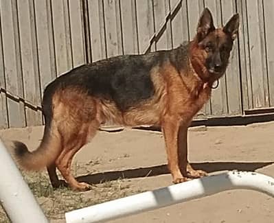 Female German Shepherd