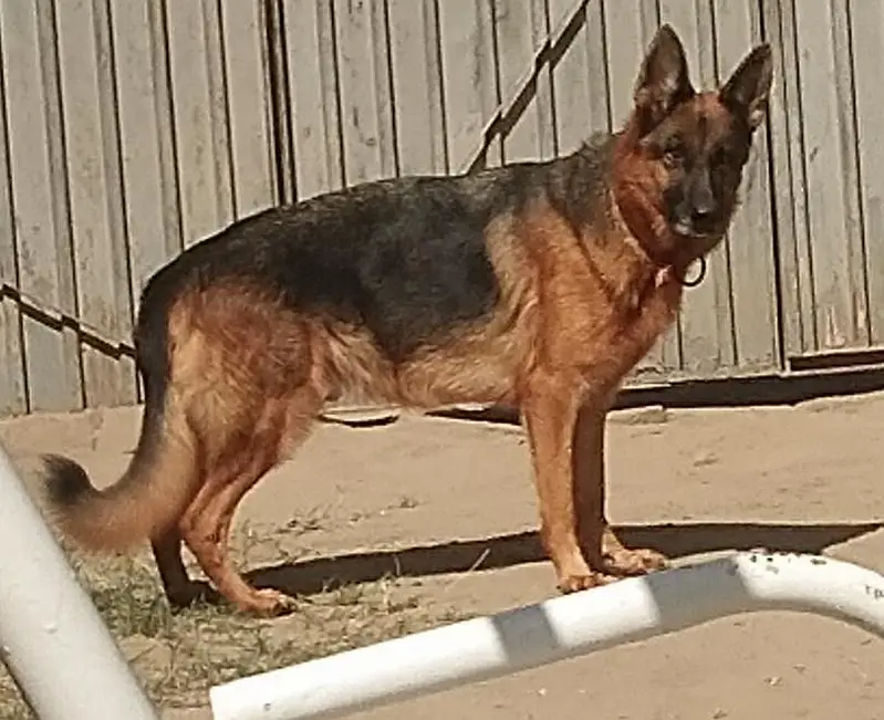 Female German Shepherd