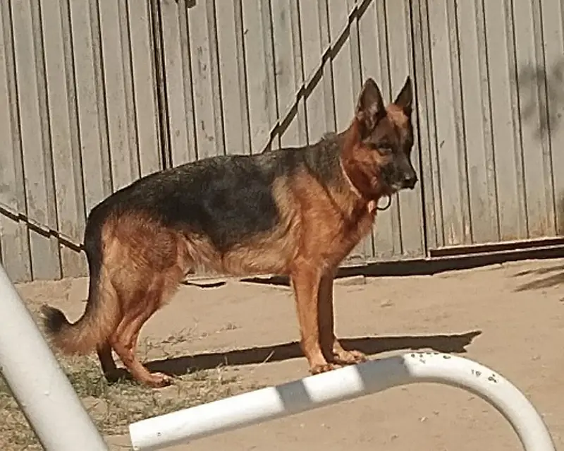 Female German Shepherd — photo 2
