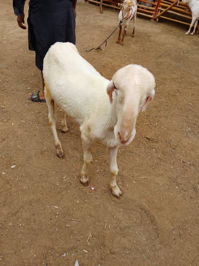 Sheep