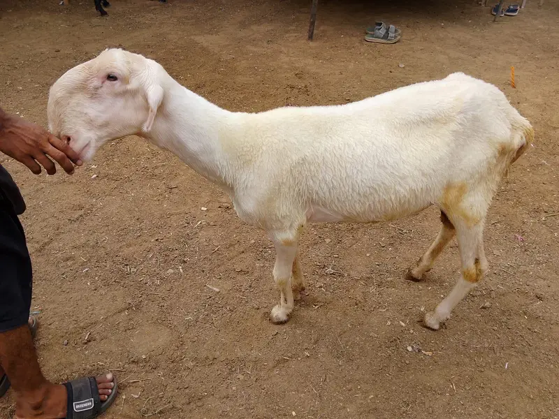 Sheep — photo 2