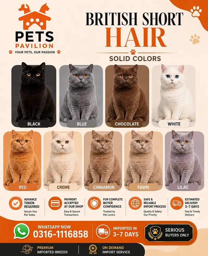 BRITISH SHORTHAIR — photo 2