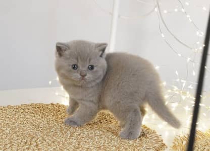 BRITISH SHORTHAIR