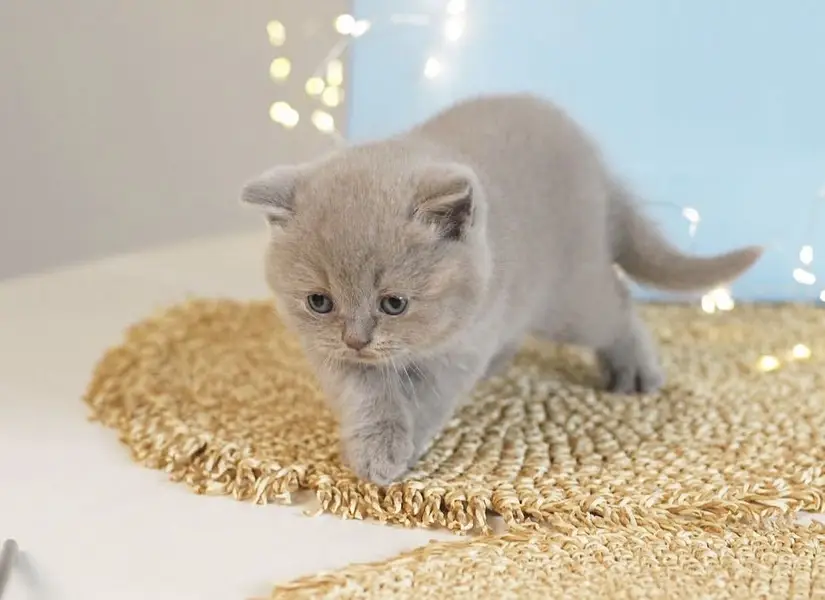 BRITISH SHORTHAIR — photo 3