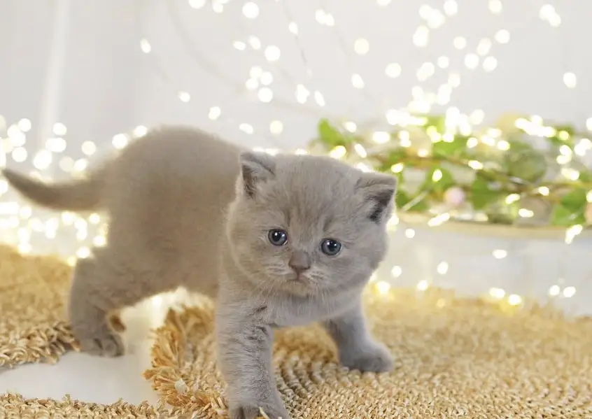 BRITISH SHORTHAIR — photo 4