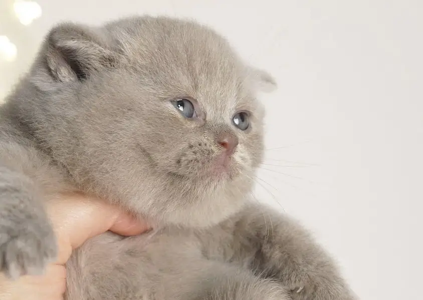 BRITISH SHORTHAIR — photo 5