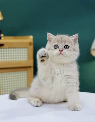 BRITISH SHORTHAIR