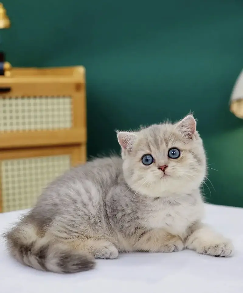 BRITISH SHORTHAIR — photo 2
