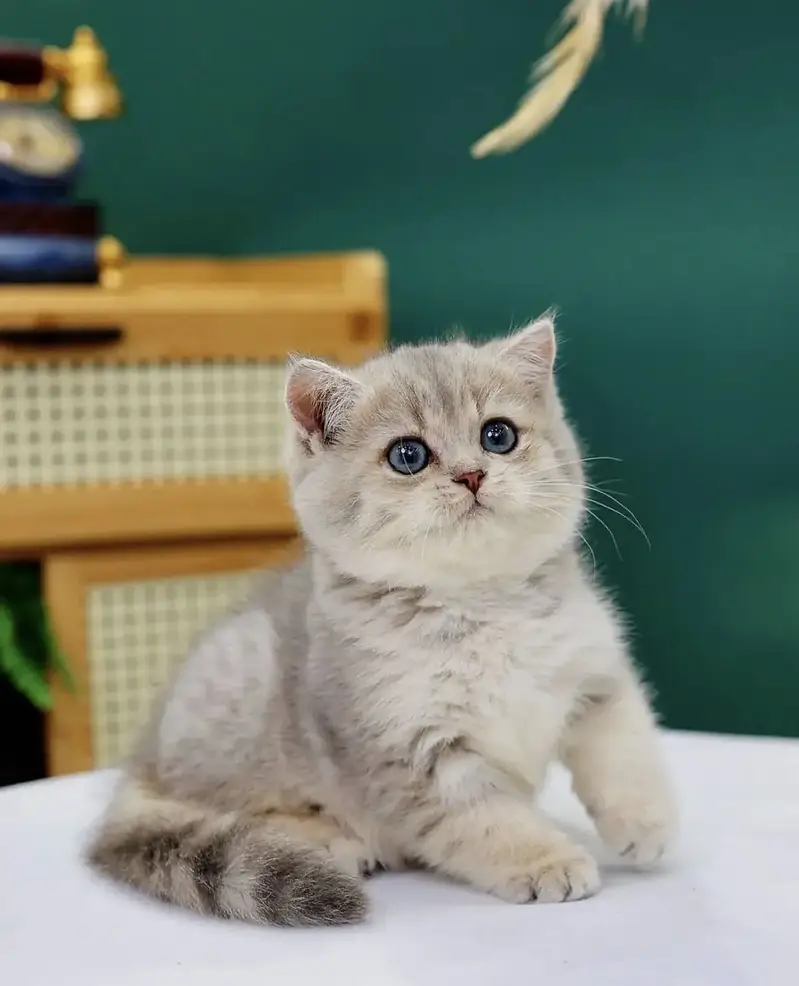 BRITISH SHORTHAIR — photo 3