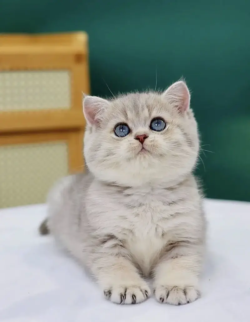 BRITISH SHORTHAIR — photo 4