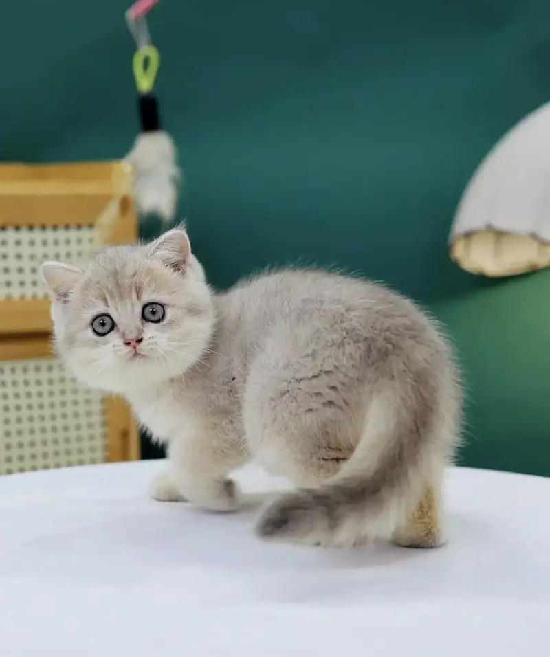 BRITISH SHORTHAIR — photo 5