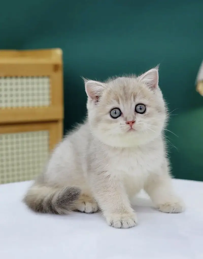 BRITISH SHORTHAIR — photo 6